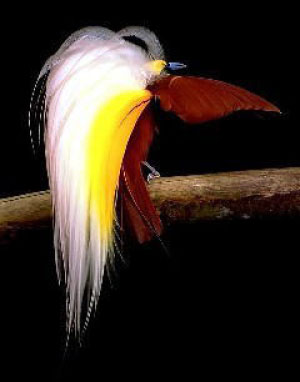 国旗に登場する鳥たち パプアニューギニアのアカカザリフウチョウ タディの国旗の世界